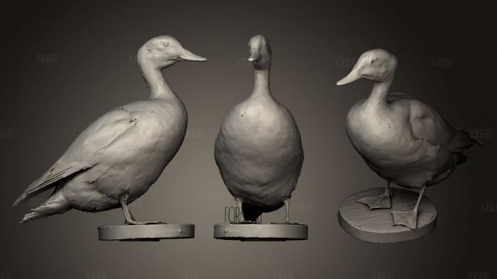 American Wigeon stl model for CNC